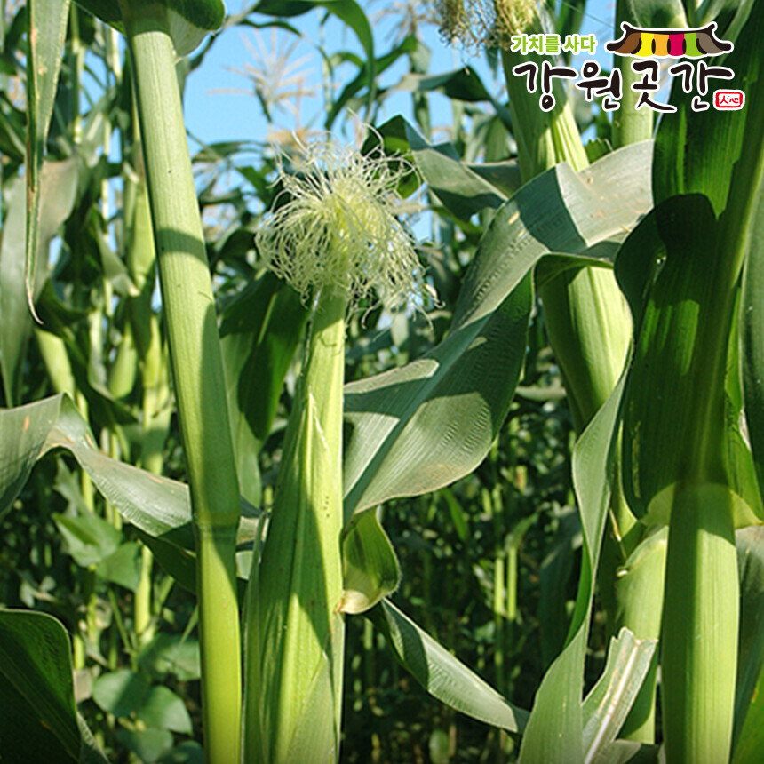 [영월] 강원도 영월 냉동 미백2호 찰옥수수 10개입 20개입 30개입 - 강원곳간.com