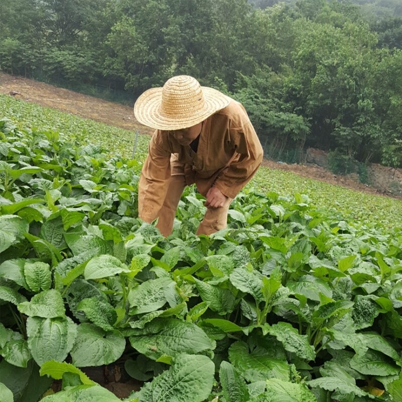 [정선]곤드레톡 혼합세트(곤드레톡 2박스+영양곤드레톡1박스) - 강원곳간.com