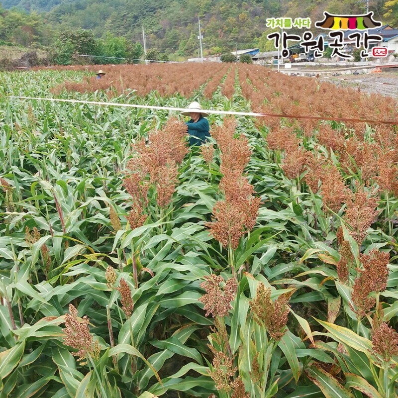 [영월] 강원도 영월 생 미백 찰옥수수 20개입 - 강원곳간.com